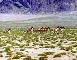 哈什哈國際狩獵場 哈什哈國際狩獵場