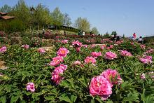 大連英歌石植物園