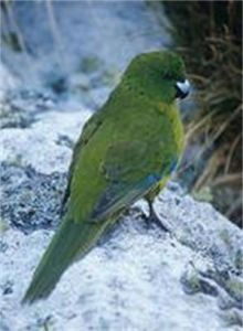反極綠鸚鵡