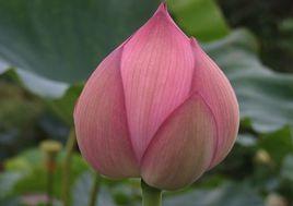 花拆[漢語辭彙]