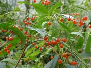 海桐葉白英 海桐葉白英