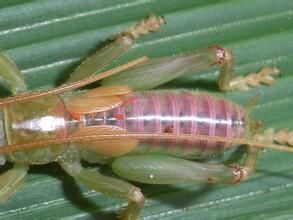 原直翅目 原直翅目