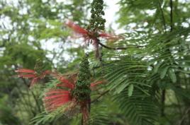 蘇利南朱纓花 蘇利南朱纓花