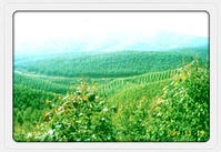 海南金華林業有限公司 海南金華林業有限公司