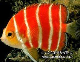 紅薄荷神仙 紅薄荷神仙