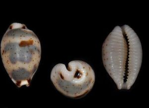 小熊呆足貝 小熊呆足貝