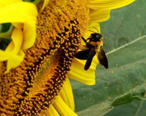 異株受精 異株受精