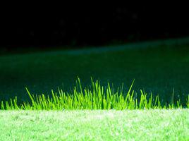 小草[中藥遠志苗別稱]