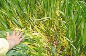 小麥條紋葉枯病 小麥條紋葉枯病