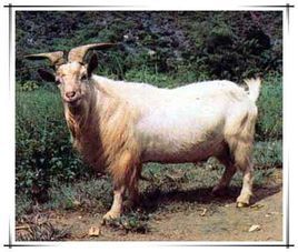 都安山羊 都安山羊