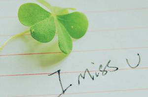 四葉草[車軸草屬植物]