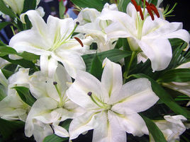 大花百合(變種) 大花百合(變種)