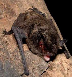 伊氏鼠耳蝠 伊氏鼠耳蝠