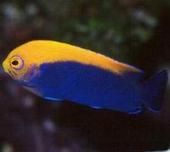 金背刺尻魚 金背刺尻魚