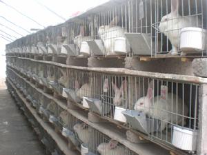 泰安市寧陽呂觀獺兔屠宰場 泰安市寧陽呂觀獺兔屠宰場