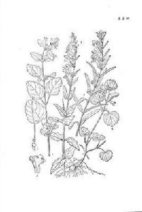 長葉並頭草 長葉並頭草