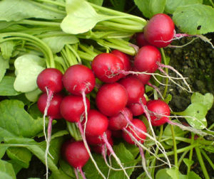 櫻桃蘿蔔文 櫻桃蘿蔔文