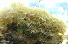 珊瑚水螅 珊瑚水螅