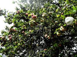 茶葉果樹 茶葉果樹