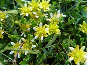 三裂鹼毛茛 三裂鹼毛茛