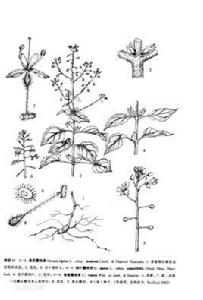 高原露珠草 高原露珠草