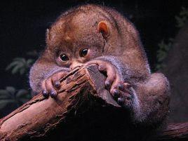 小金熊猴 小金熊猴