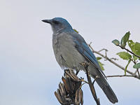 灰胸叢鴉 灰胸叢鴉