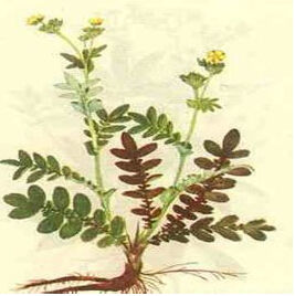 纖細委陵菜 纖細委陵菜