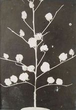 中棉所3號 中棉所3號