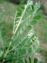 多葉錦雞兒 多葉錦雞兒