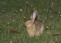 印度野兔 印度野兔