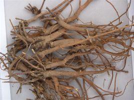 狹葉柴胡 狹葉柴胡