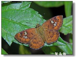 八仙弄蝶 八仙弄蝶