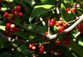 多脈酸藤子 多脈酸藤子