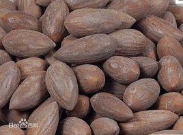 榧子[紅豆杉科榧樹屬植物]