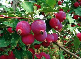 河曲海紅果 河曲海紅果