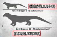 澳洲魔龍 澳洲魔龍