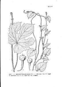 刺毛月光花 刺毛月光花