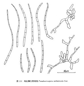 雞血藤生假尾孢