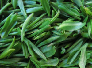 永修攢林茶 永修攢林茶