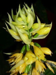 南方蝦脊蘭 南方蝦脊蘭