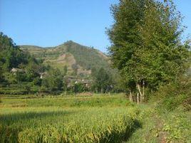 跑谷箐村 跑谷箐村