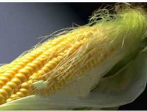 沈甜6號 沈甜6號