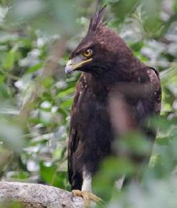 長冠鹰鵰 長冠鹰鵰