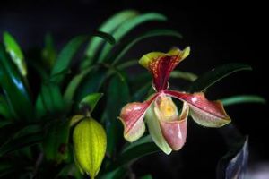 麻栗坡兜蘭 麻栗坡兜蘭