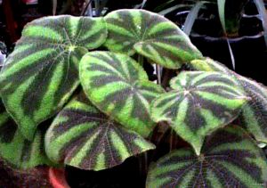 鐵甲秋海棠 鐵甲秋海棠