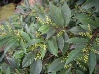 鵝鑾鼻大戟 鵝鑾鼻大戟