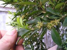 R.von韋特施泰因研究植物