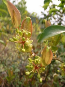 三脈菝葜 三脈菝葜