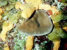 蜂窩板濱珊瑚 蜂窩板濱珊瑚